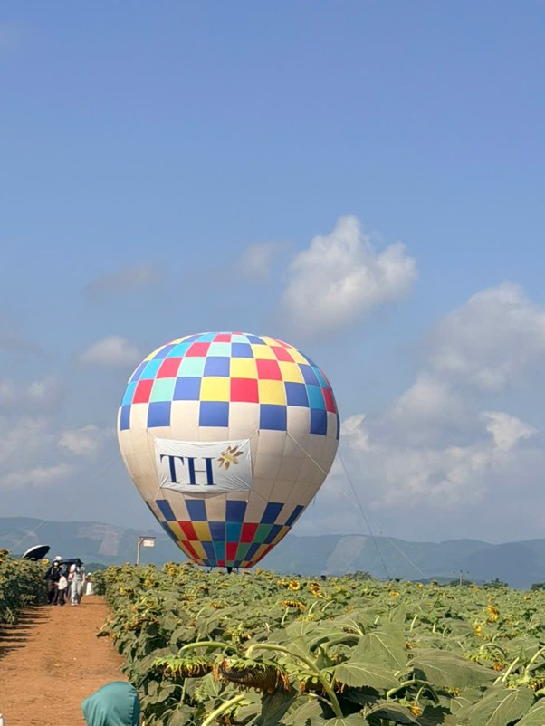  HOA HƯỚNG DƯƠNG NGHĨA ĐÀN: TỪ MẦM XANH TRÊN ĐẤT ĐỎ ĐẾN BIỂU TƯỢNG CỦA MỘT VÙNG QUÊ